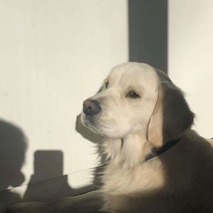 Meet your Posher, Annie